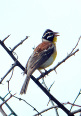 Emberiza flaviventris kalaharica