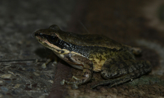 Amolops marmoratus