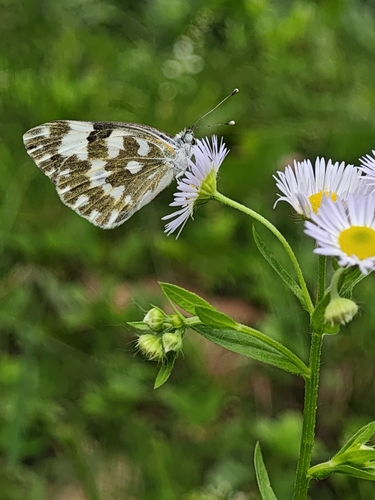 Eastern Bath White