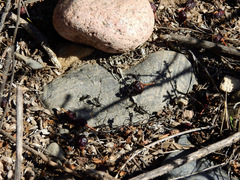 Acromyrmex lobicornis