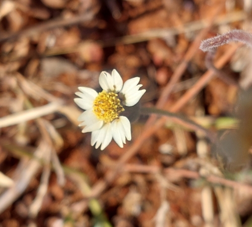 Tridax Daisy