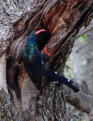 Phoeniculus purpureus angolensis