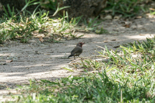 iNaturalist image