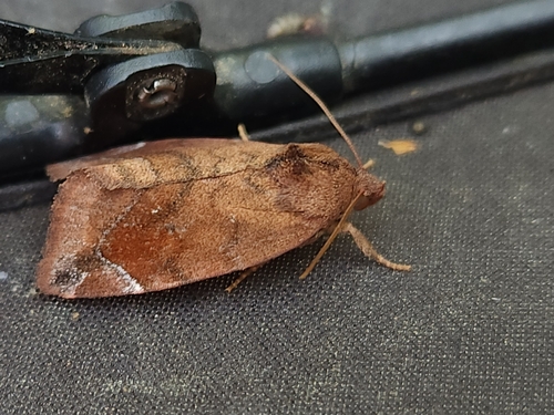 Cosmia pyralina