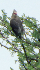 Urocolius indicus transvaalensis