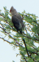 Urocolius indicus transvaalensis