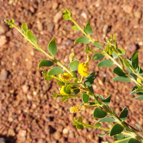 Acacia wickhamii
