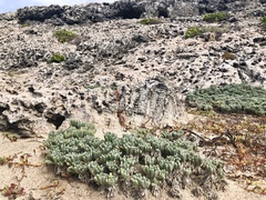 Malephora crocea
