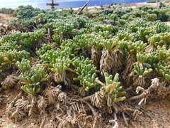 Malephora crocea
