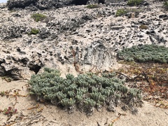 Malephora crocea