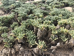 Malephora crocea