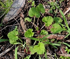 Pelargonium inodorum