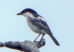 Dryoscopus cubla okavangensis