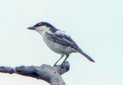 Dryoscopus cubla okavangensis