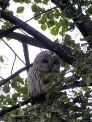 Strix uralensis