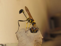 Sceliphron fistularium