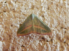 Chlorerythra rubriplaga