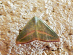 Chlorerythra rubriplaga