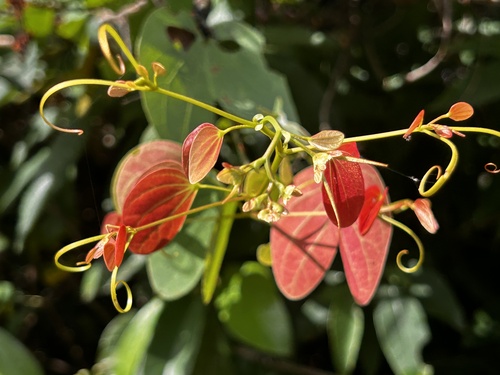 Cheniella glauca, photograph 6