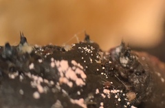 Arnium arizonense