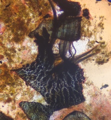 Arnium arizonense