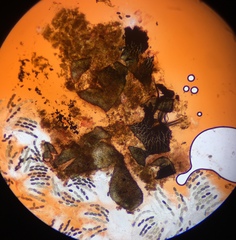 Arnium arizonense