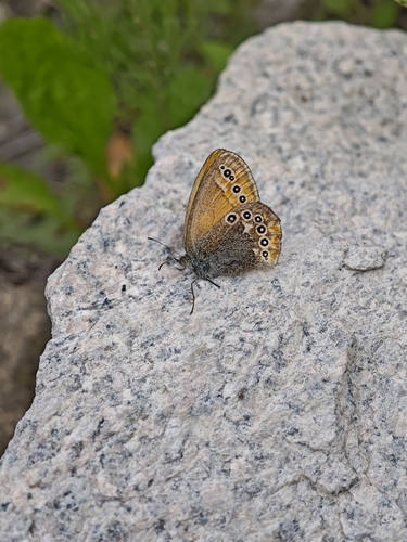Coenonympha amaryllis