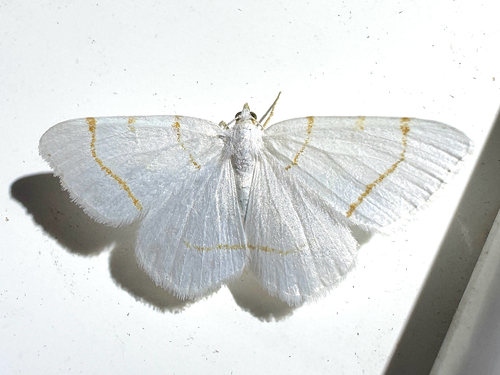 Lesser Maple Spanworm Moth photo 5