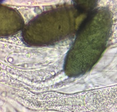 Arnium arizonense