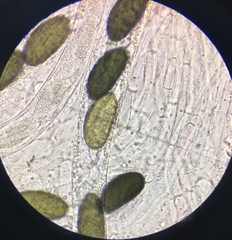 Arnium arizonense