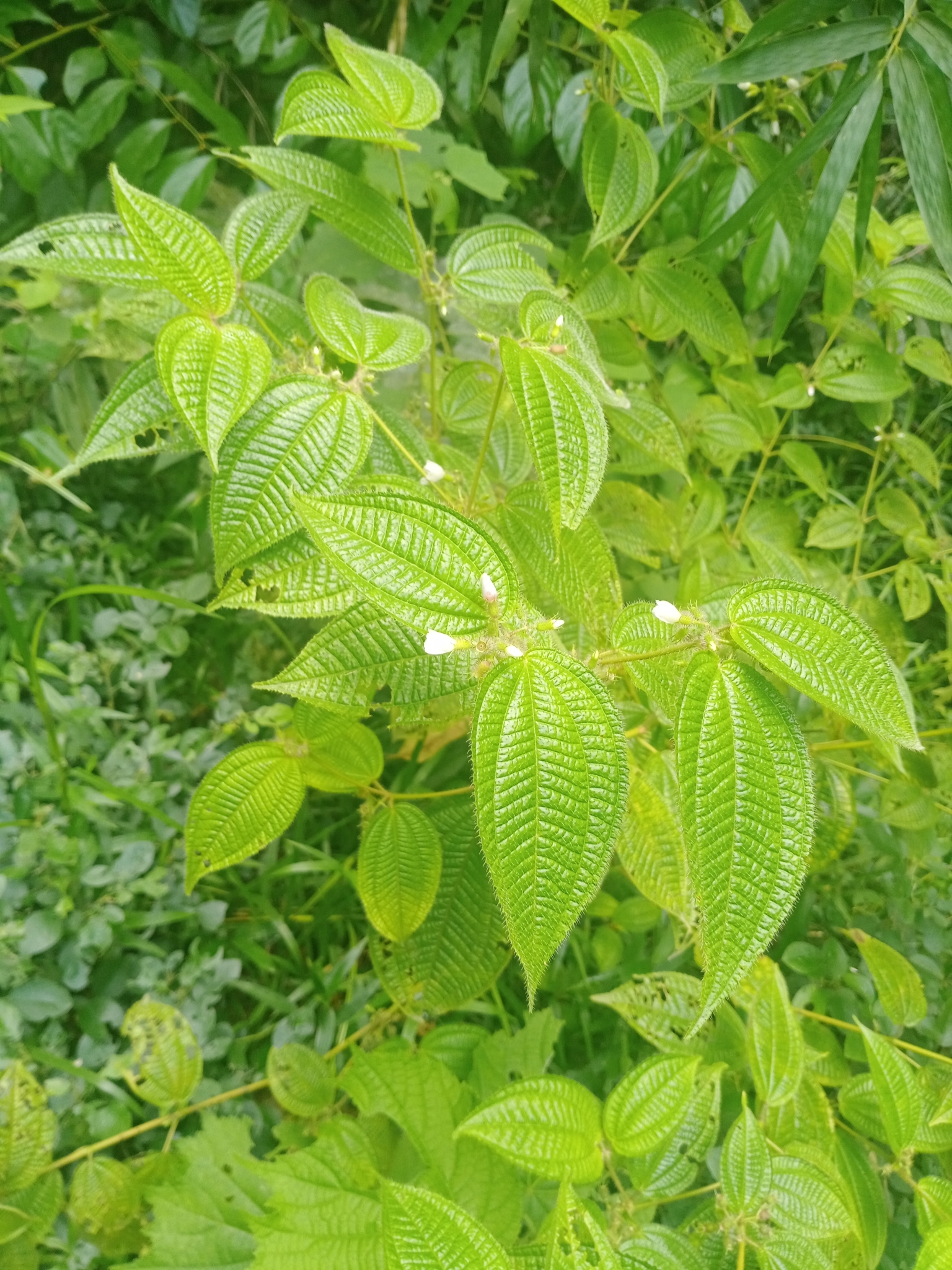 Miconia crenata — ảnh 3