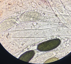 Arnium arizonense