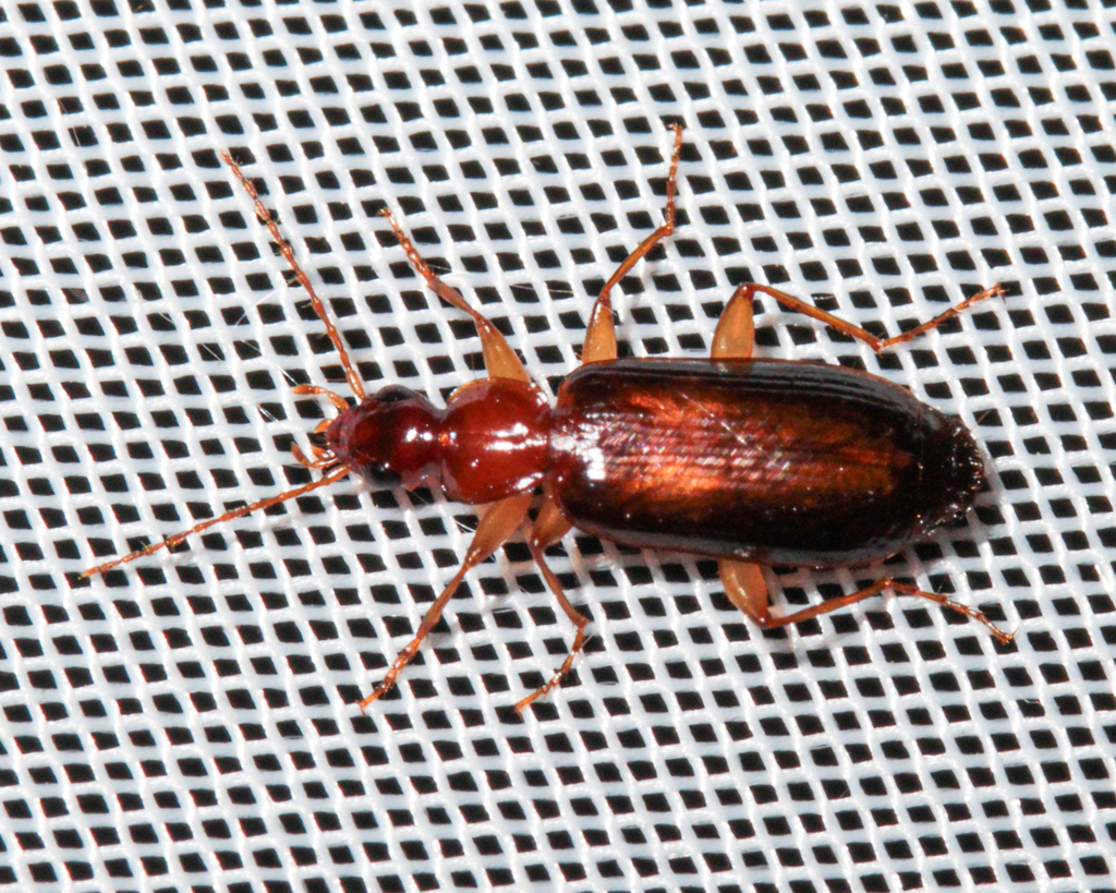 Dromius angustus angustus