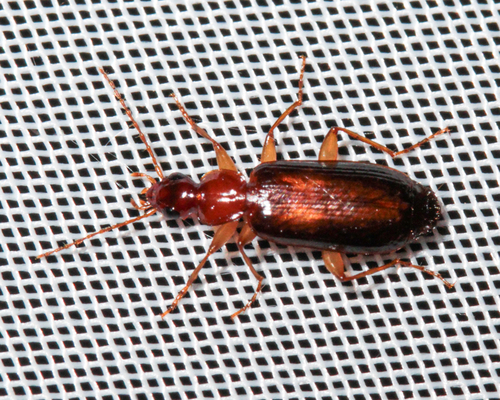 Dromius angustus