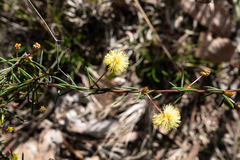 Acacia aculeatissima