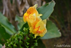 Costus guanaiensis tarmicus