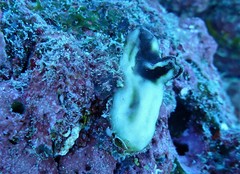 Cnemidocarpa stolonifera
