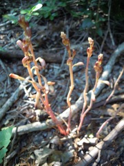 Bletia nitida