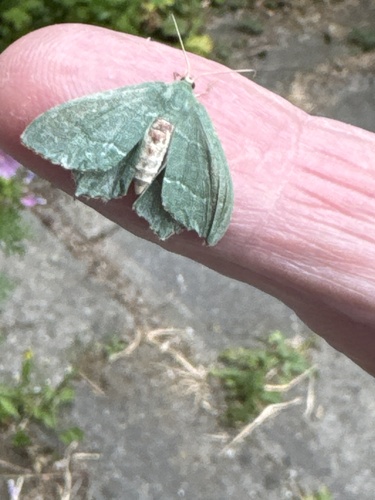 Common Emerald, Telderskade, Leiden, Zuid-Holland, NL, photo 10 of 10