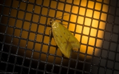 Aeolothapsa malacella