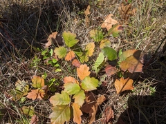 Toxicodendron pubescens