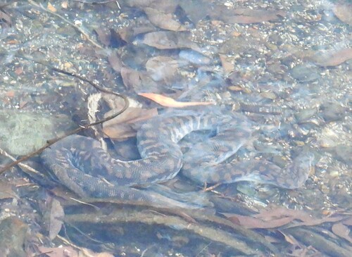 Arafura File Snake