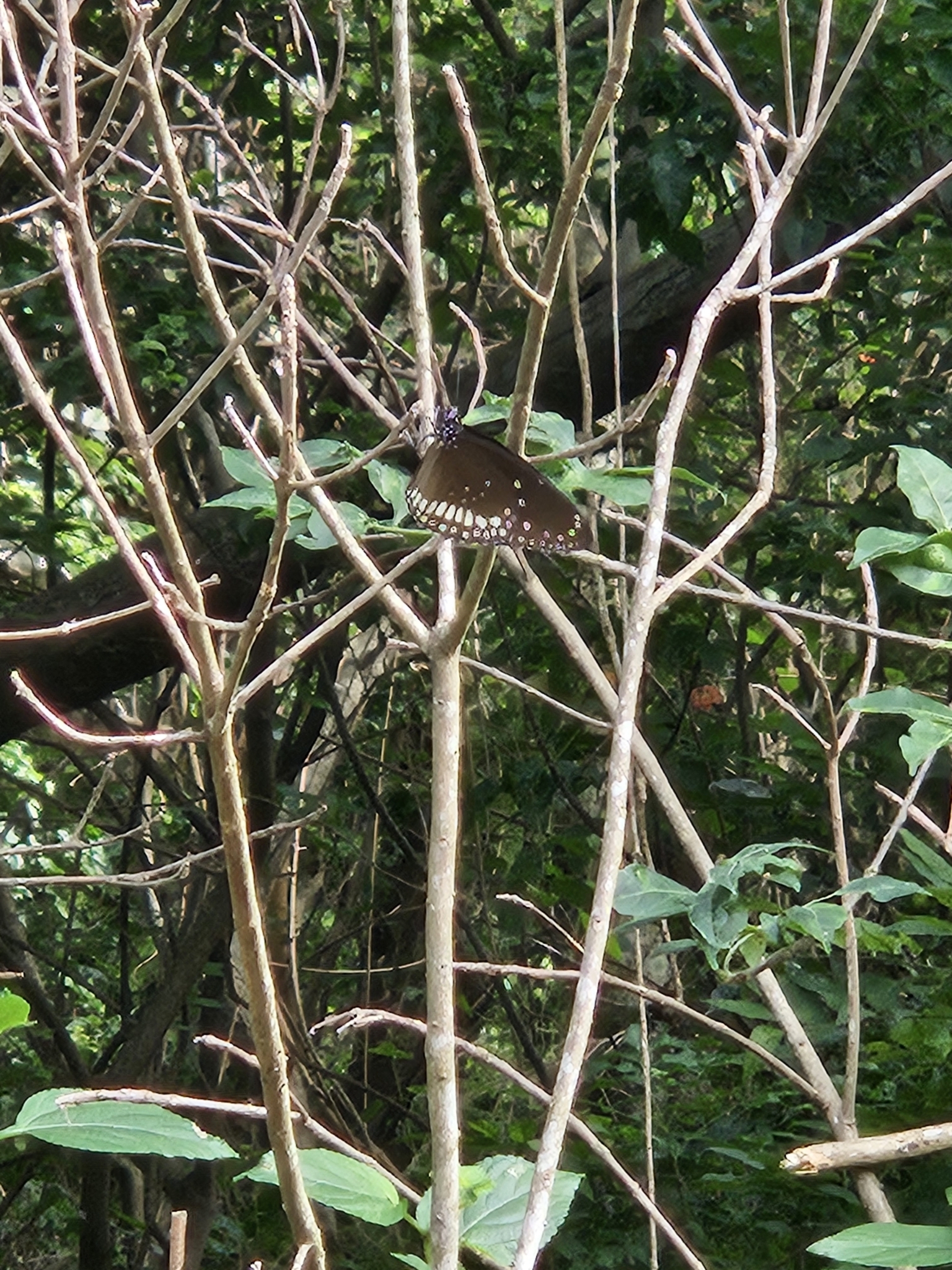 Common Crow