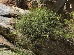 Platysace compressa