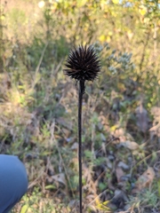 Echinacea laevigata