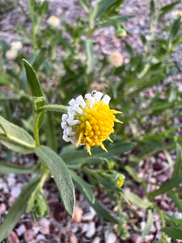 Calotis ancyrocarpa