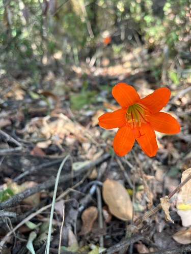 Cyrtanthus galpinii