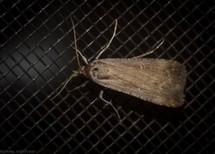 Tathorhynchus fallax