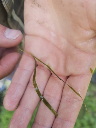 Sharp-leaved pondweed (Potamogeton acutifolius)