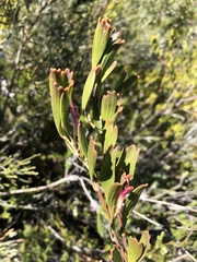 Adenanthos